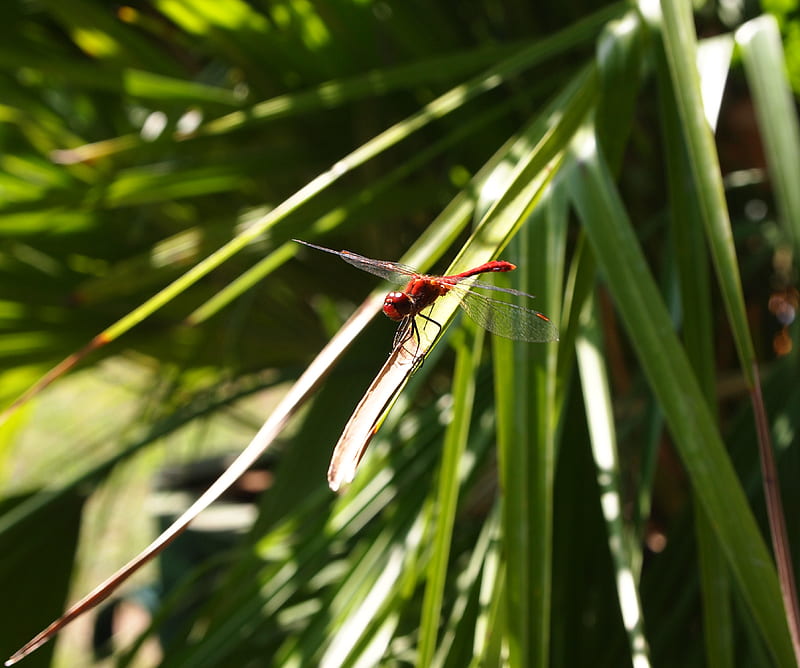 Dragonfly, bonito, nature, nice, red, HD wallpaper