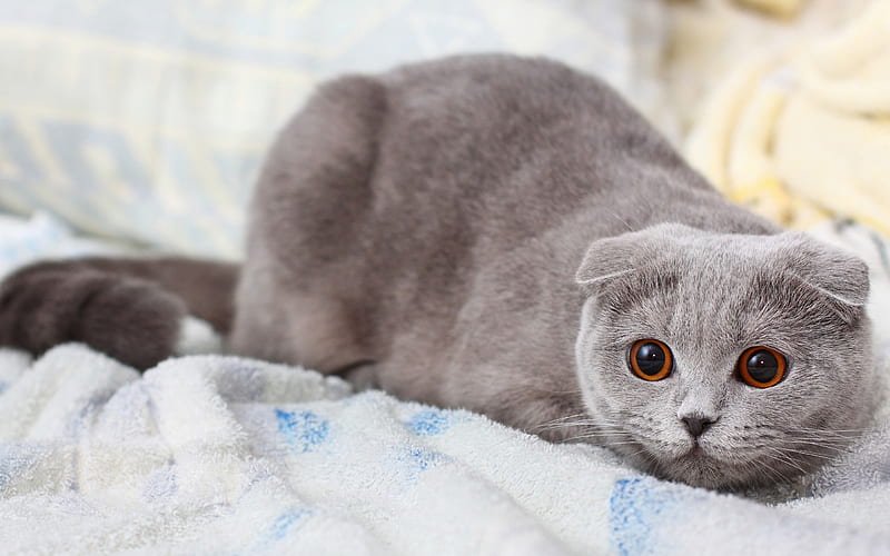 grey cat, scottish fold, HD wallpaper