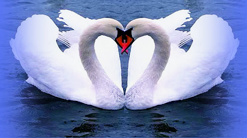 Happy Valentines day, heart shape, blue water, long necks, white, swans, HD wallpaper