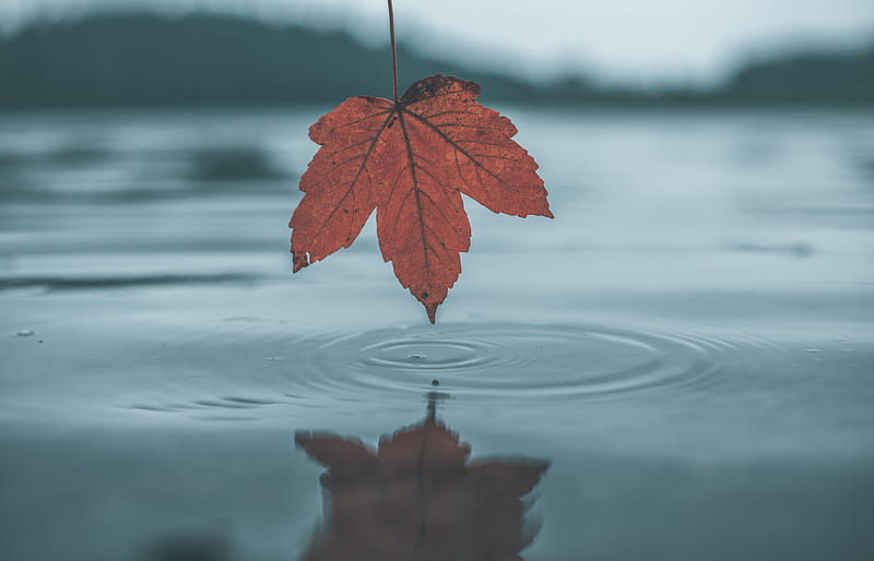 leaf, autumn, water, reflection, circles, HD wallpaper