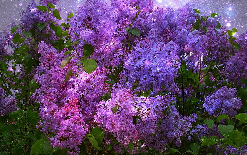 Magical Lilac , mystical, sun, romantic, Lilac, spring, purple, summer, magical, flower, garden, nature, enchanted, HD wallpaper