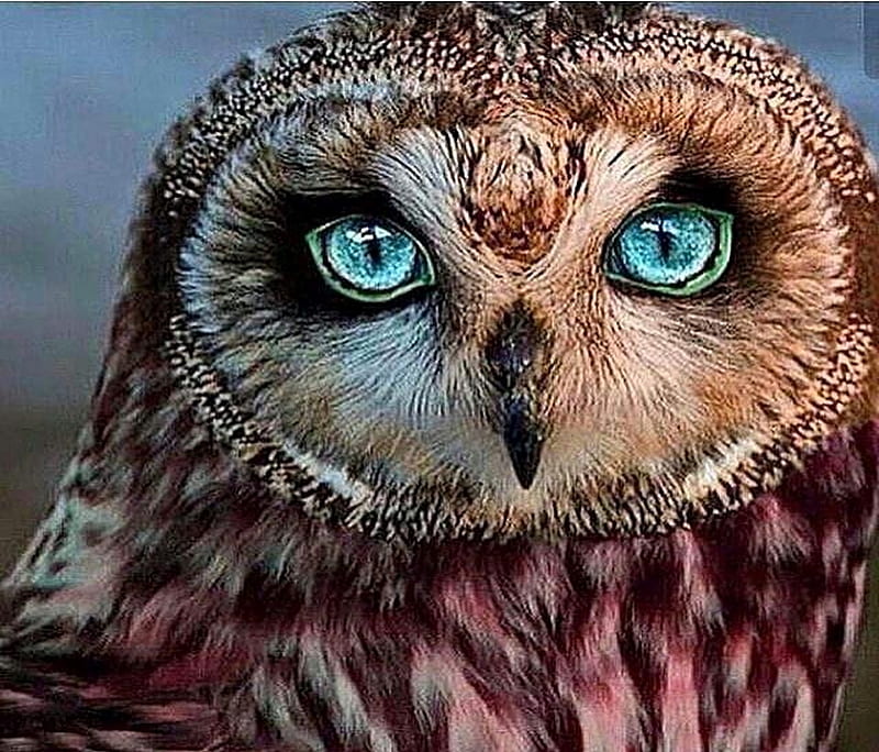 Hoot, owl, face, eyes, feathers, HD wallpaper | Peakpx