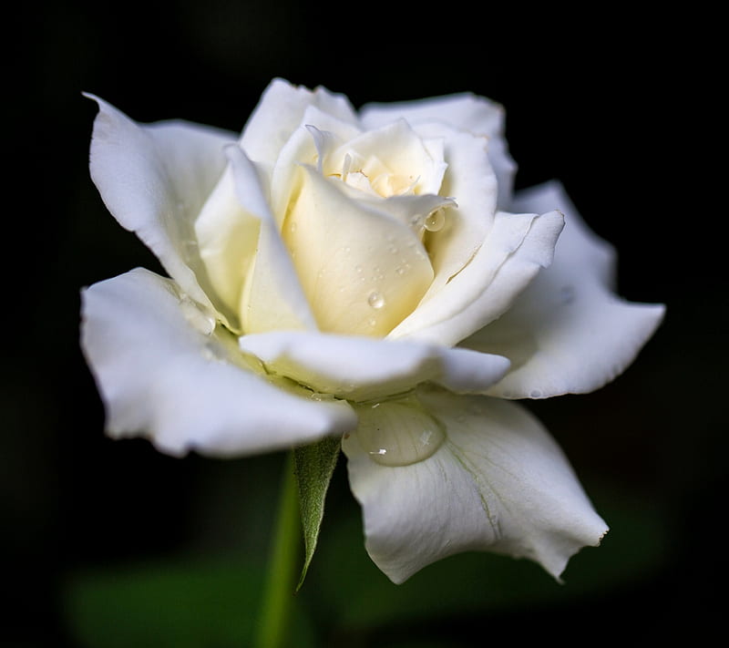 White Rose, raindrops, HD wallpaper