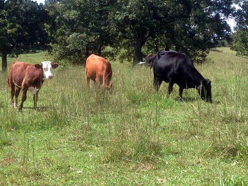 Heifers Bulls Calves ~ Oh, My!, Cattle, Farm, Rural, Animals, HD wallpaper