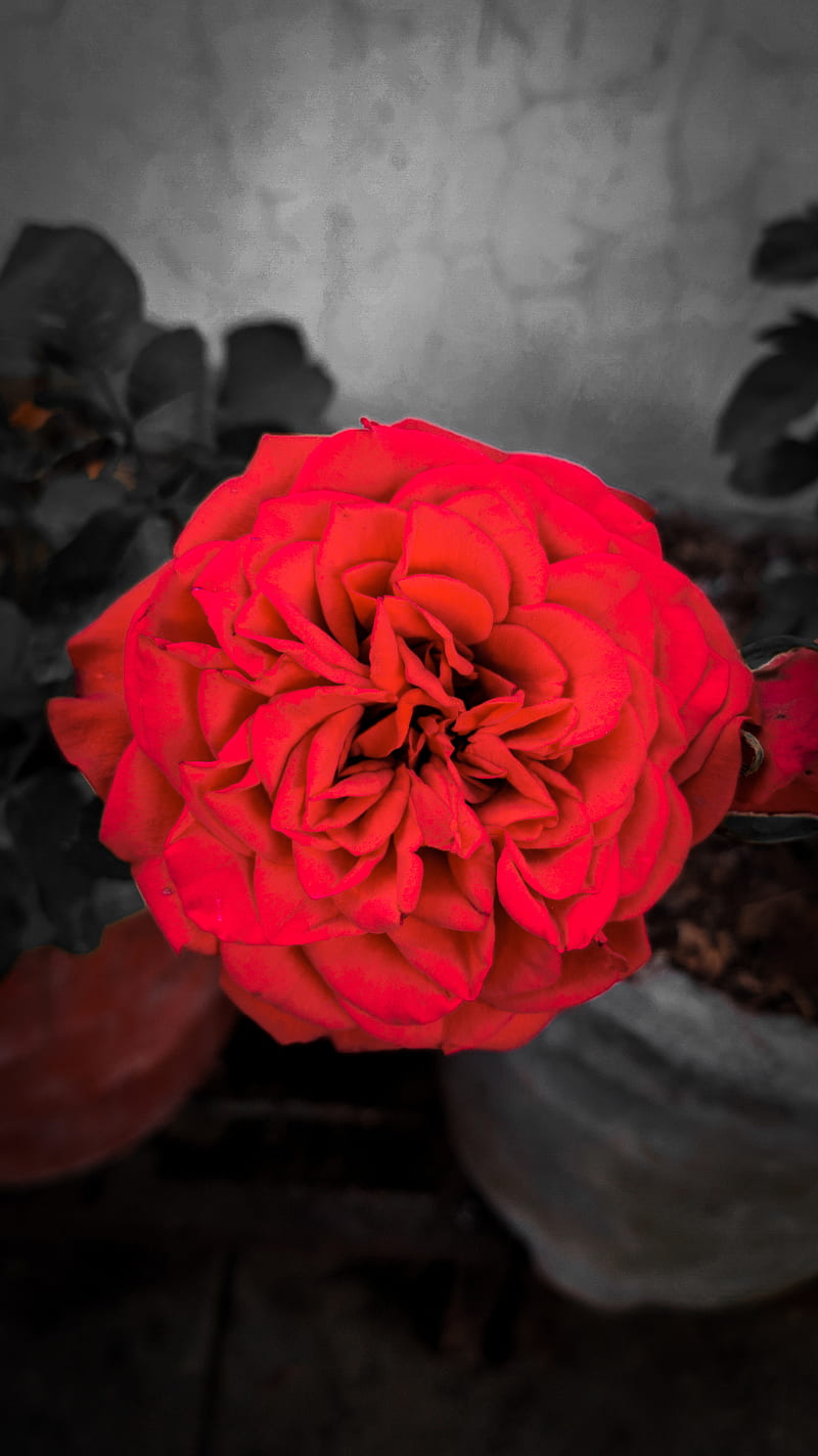 Rose , circle, flower, flower, gold, nature, petal, pink, red, rose, roses, HD phone wallpaper