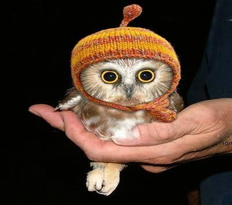 Baby Owl, Baby, Snow Hat, Owlets, Animals, Birds, HD wallpaper