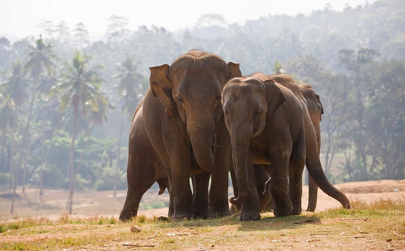 Indian Elephants, elephants, india, animals, couple, pair, HD wallpaper