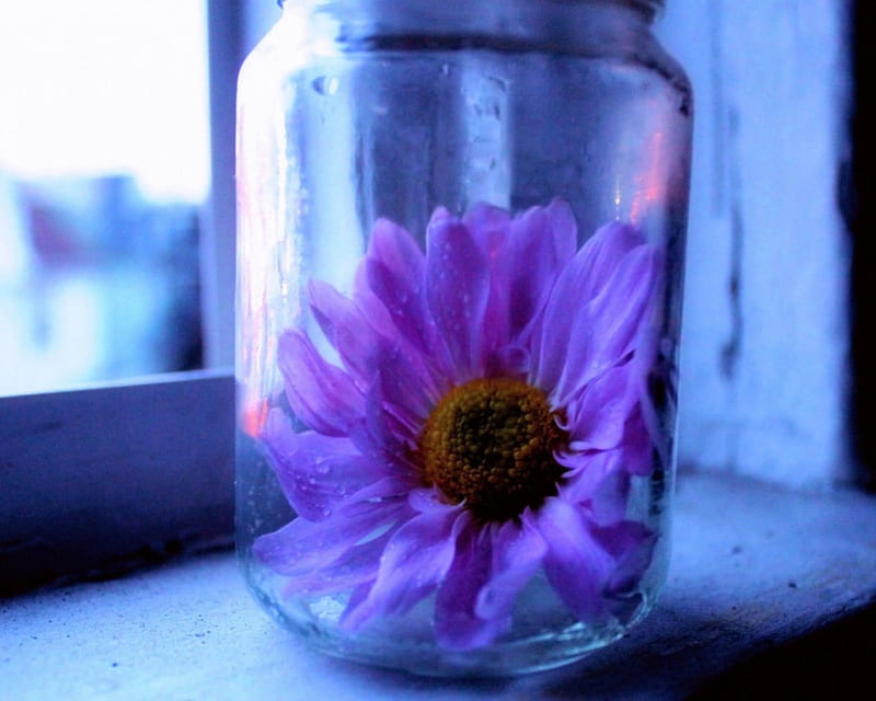 Beautiful flower, glass, flower, lavender, window, HD wallpaper