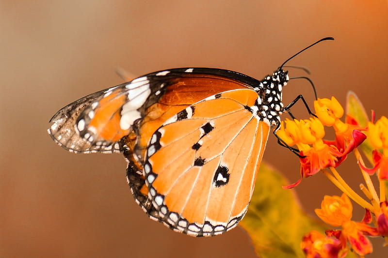 butterfly perching on orange flower, HD wallpaper