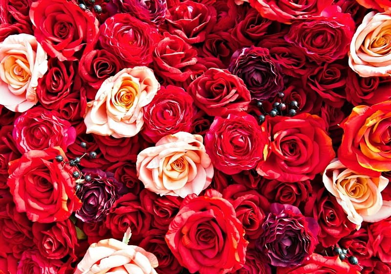 Roses, red, rose, flower, skin, carpet, pink, HD wallpaper