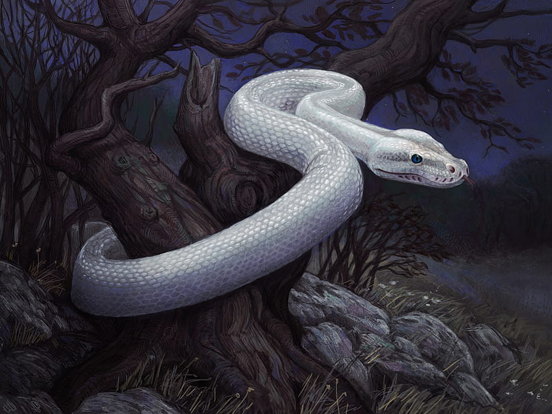 Serpiente blanca, blanco, obra de arte, dibujo, serpiente, Fondo de  pantalla HD | Peakpx