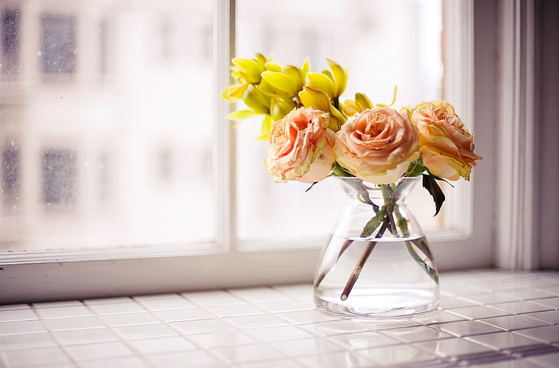 Roses, graphy, window, flowers, vase, HD wallpaper