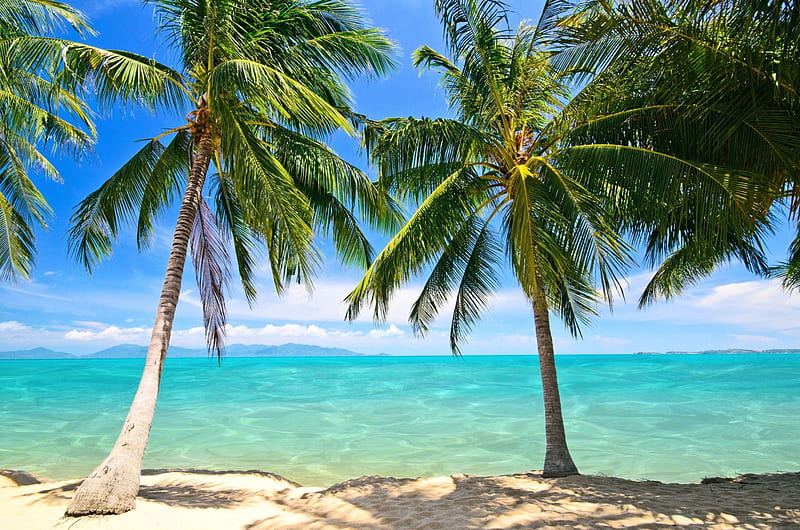 Beach, shore, palms, palm trees, sea, sand, paradise, summer, tropical ...