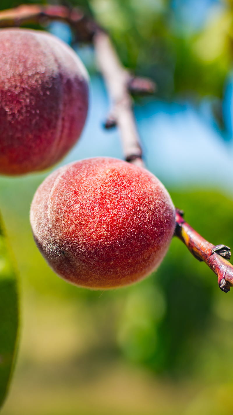 Peach fruit, food, fresh, healthy, juicy, nutrition, sweet, vitamin, HD phone wallpaper