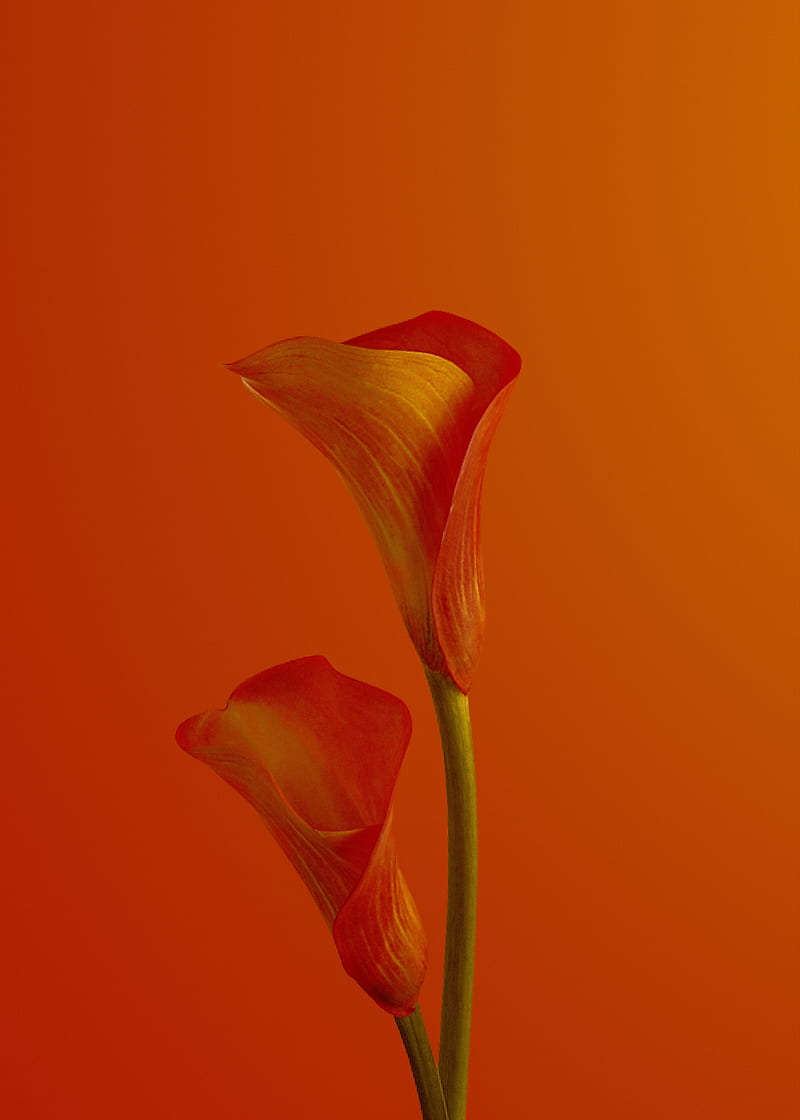 calla lilies, flower, red, bloom, HD phone wallpaper