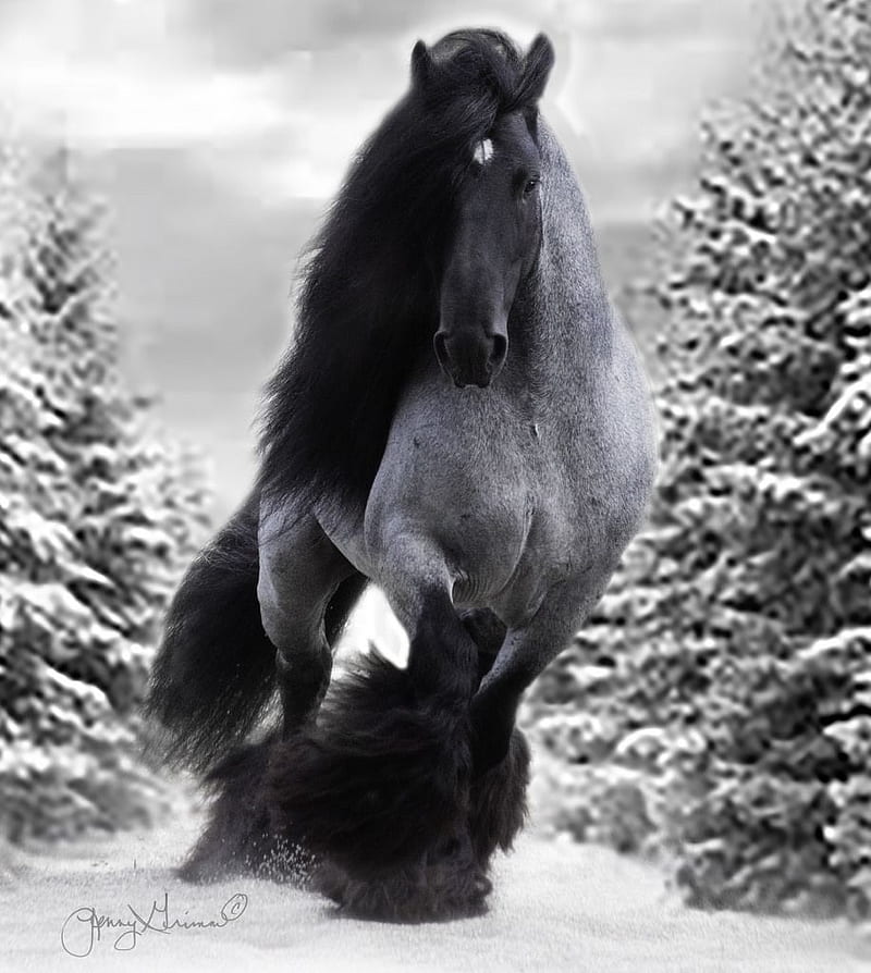 AT, Gypsy Vanner Horse, HD phone wallpaper