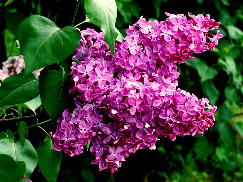 Lilac Branch, lilac, leaves, purple, green, flowers, nature, branch, HD wallpaper