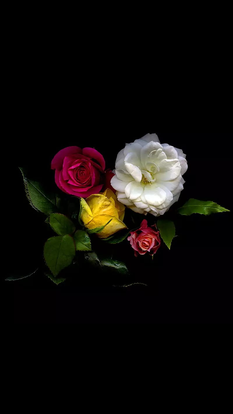 roses, rose, yellow, flowers, red, white, love, HD phone wallpaper