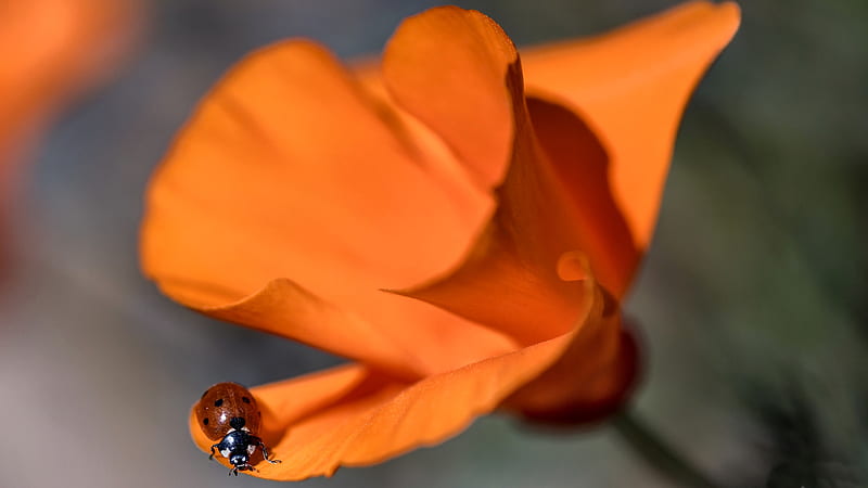 Ladybug on a California Poppy, poppy, romance, bonito, floral, ladybug, graphy, California, love, wide screen, flower, beauty, HD wallpaper