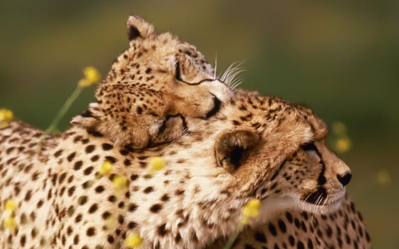 Dear beloved cheetah, HD wallpaper