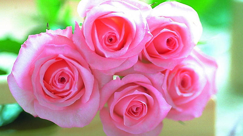 Lovely pink roses, flowers, bonito, pink, gorgeous, HD wallpaper | Peakpx