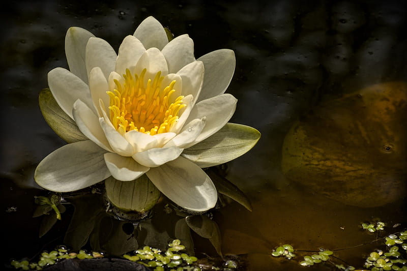 *** White Water Lily ***, wodna, lilia, kwiaty, nature, HD wallpaper