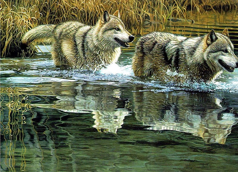 Through the Water, predator, wildlife, river, reflection, wolves, artwork, HD wallpaper
