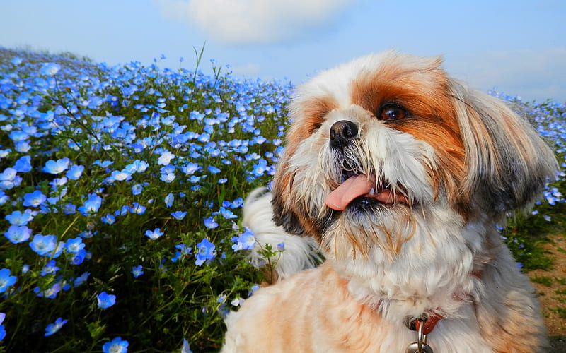 Shih Tzu, close-up, fluffy dog, pets, flowers, dogs, cute animals, Shih Tzu Dog, HD wallpaper