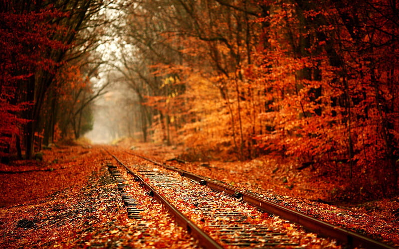 Railroad-Golden autumn landscape, HD wallpaper