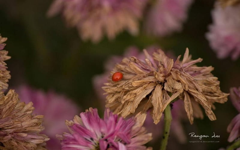 Red bug, dried flowers, bugs, spring, abstract, ladybug, graphy, macro, flowers, nature, petals, HD wallpaper