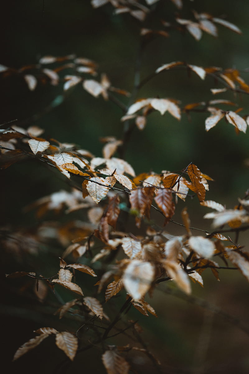 Brown leafed plant, HD phone wallpaper | Peakpx