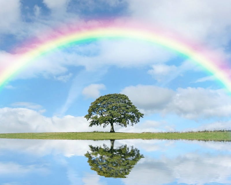 Beautiful rainbow, tree, nature, rainbow, sky, HD wallpaper