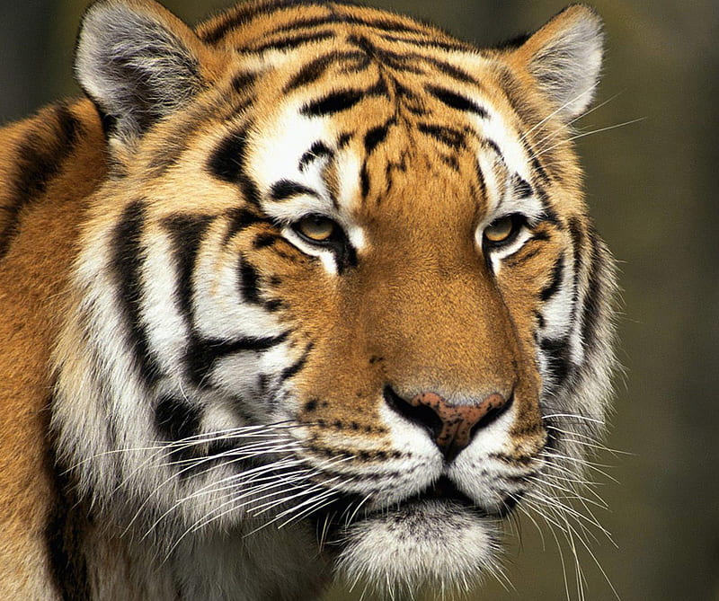 Siberian Tiger, animals, HD wallpaper