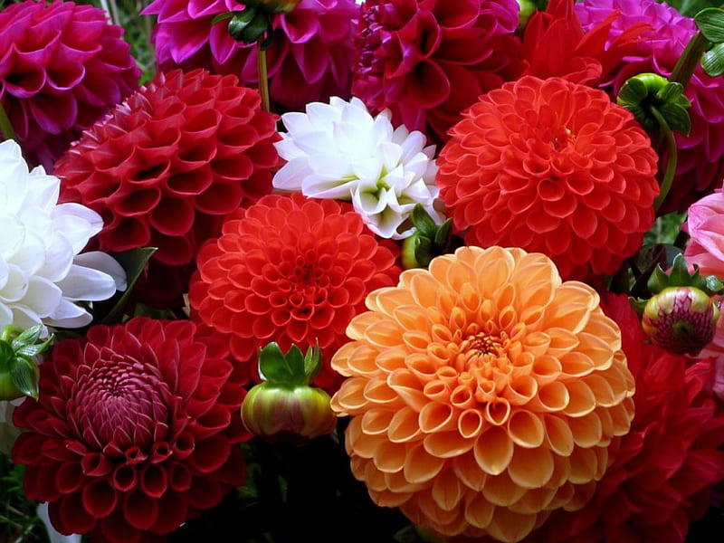Dahlias, colorful, lovely, flowers, petals, HD wallpaper | Peakpx