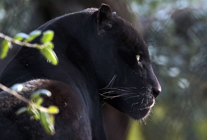 Cats, Animal, Black Panther, HD wallpaper
