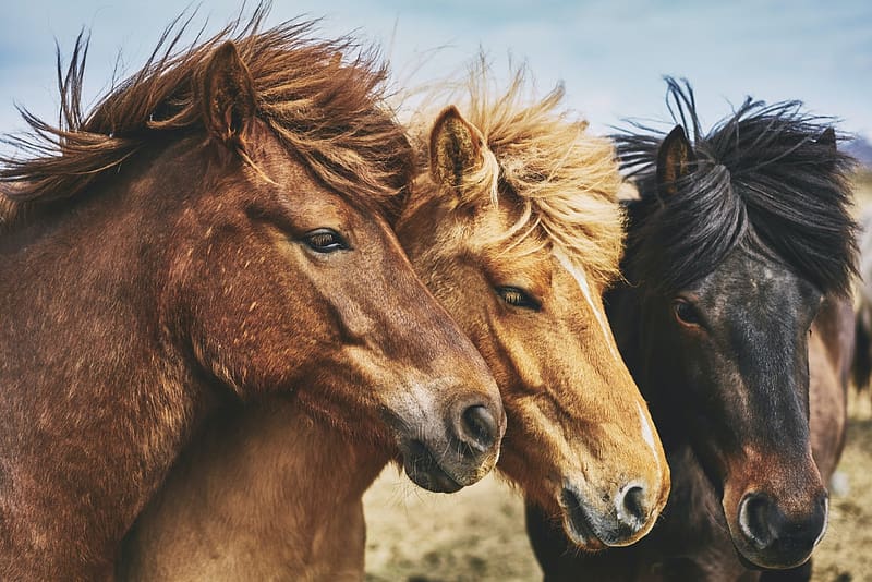 Icelandic Horses, animal, horses, icelandic, equine, HD wallpaper