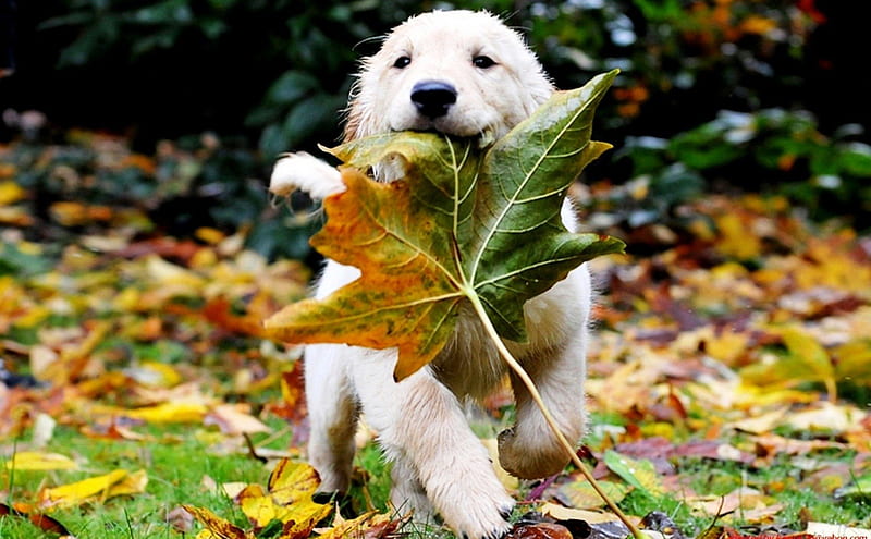 Dog Playing A Leaf, playing, nice, leaf, dog, HD wallpaper
