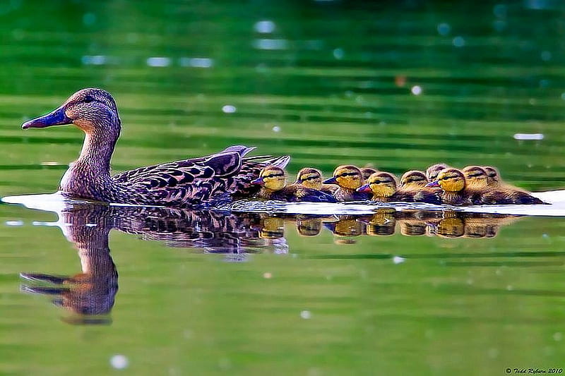 Duck Family, family, bonito, duck, HD wallpaper