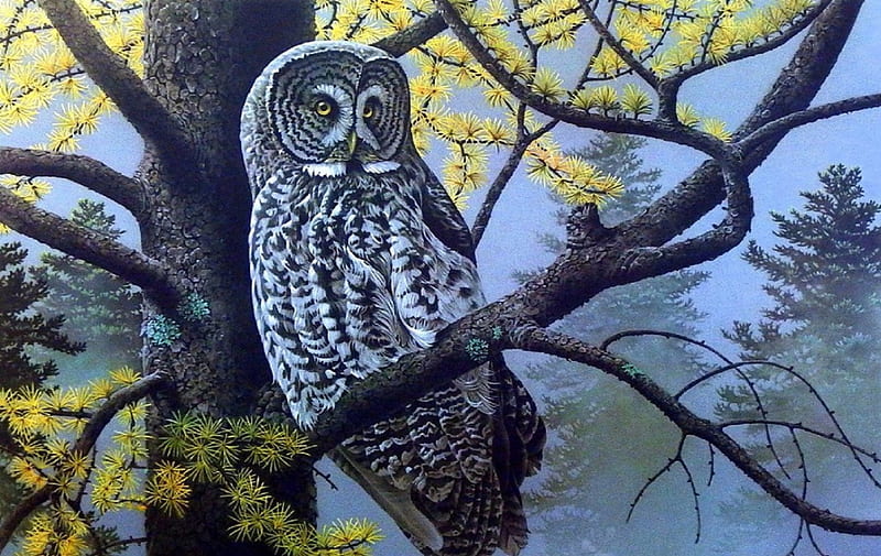 Gray Large Owl, owl, pretty, draw and paint, lovely, love four seasons, creative pre-made, winter, cute, tree, paintings, animals, HD wallpaper