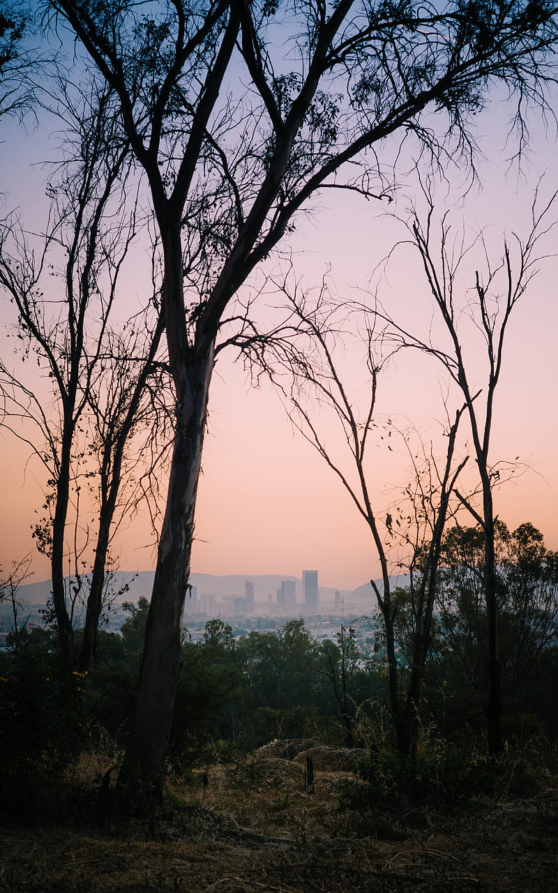 trees, dawn, city, mexico, HD phone wallpaper