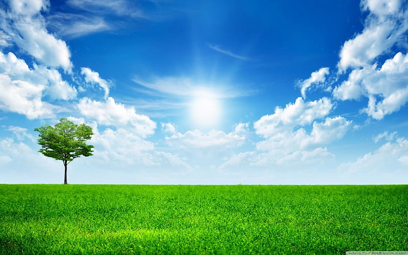 Green Field, sun, grass, bold, sky, clouds, tree, leaves, daylight, green,  bright, HD wallpaper | Peakpx