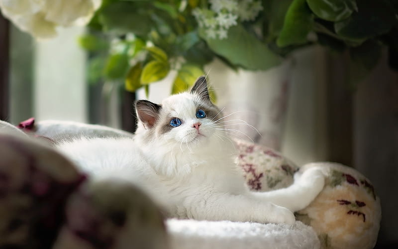Ragdoll Cat, denectic cat, cute animals, blue eyes, cats, pets, Ragdoll, HD wallpaper