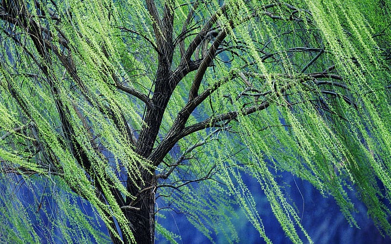 Trees, Tree, , Weeping Willow, HD wallpaper
