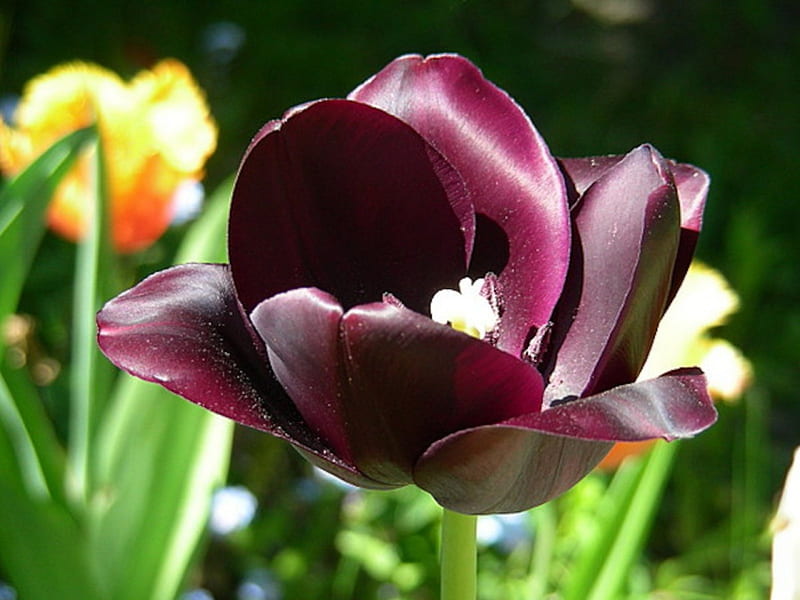 Beautiful Tulips, flowers, petals, nature, tulips, HD wallpaper | Peakpx