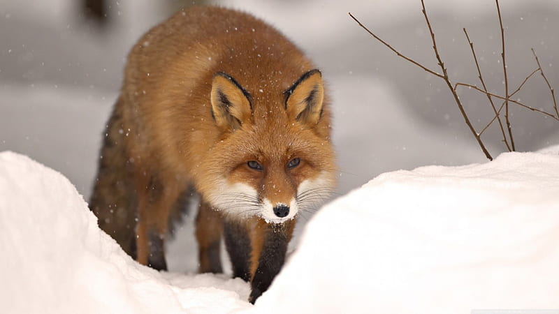 Hunting fox, winter, sweet, cute, predators, fox, snow, wild, wildlife, animals, red fox, HD wallpaper