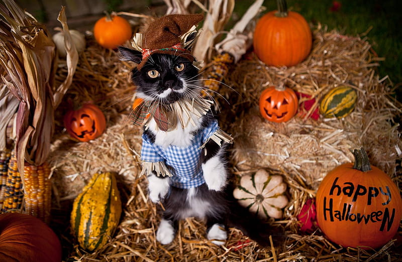Scarecrow Cat, corn, Fall, cat, hay, gourds, hat, bales, Halloween, Autumn, Happy Halloween, pumpkins, HD wallpaper