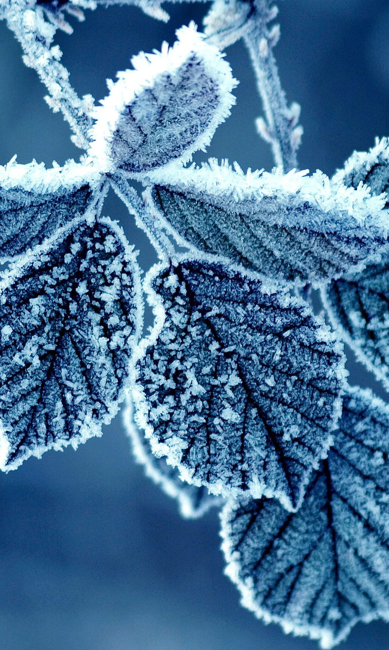 Winter Frost Trees Branches Snowflakes Bokeh Background HD Nature Wallpapers   HD Wallpapers  ID 78343