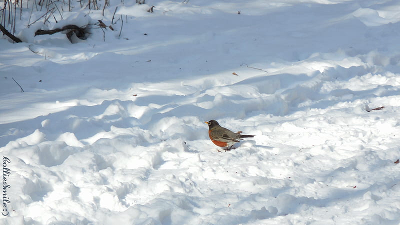 A Robin in the Snow, white, robin, American Robin, white snow, February, Winter, HD wallpaper