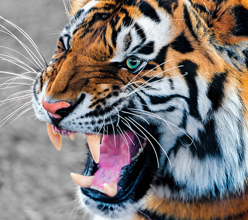 Super Cat, animal, roar, tiger, HD wallpaper