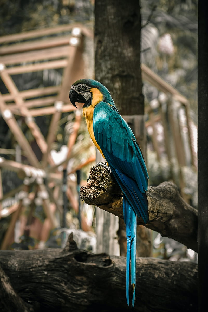 macaw, parrot, birds, colorful, tree, HD phone wallpaper